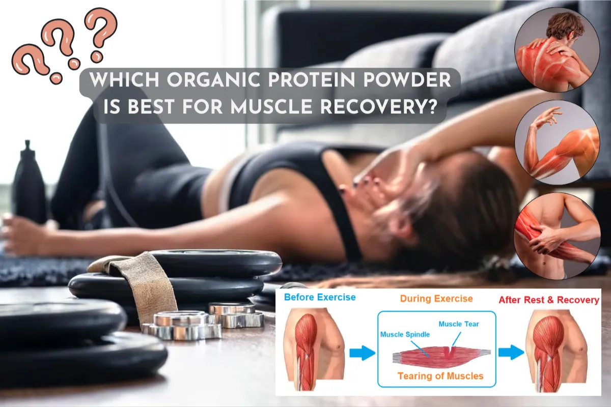 Which Organic Protein Powder is Best for Muscle Recovery